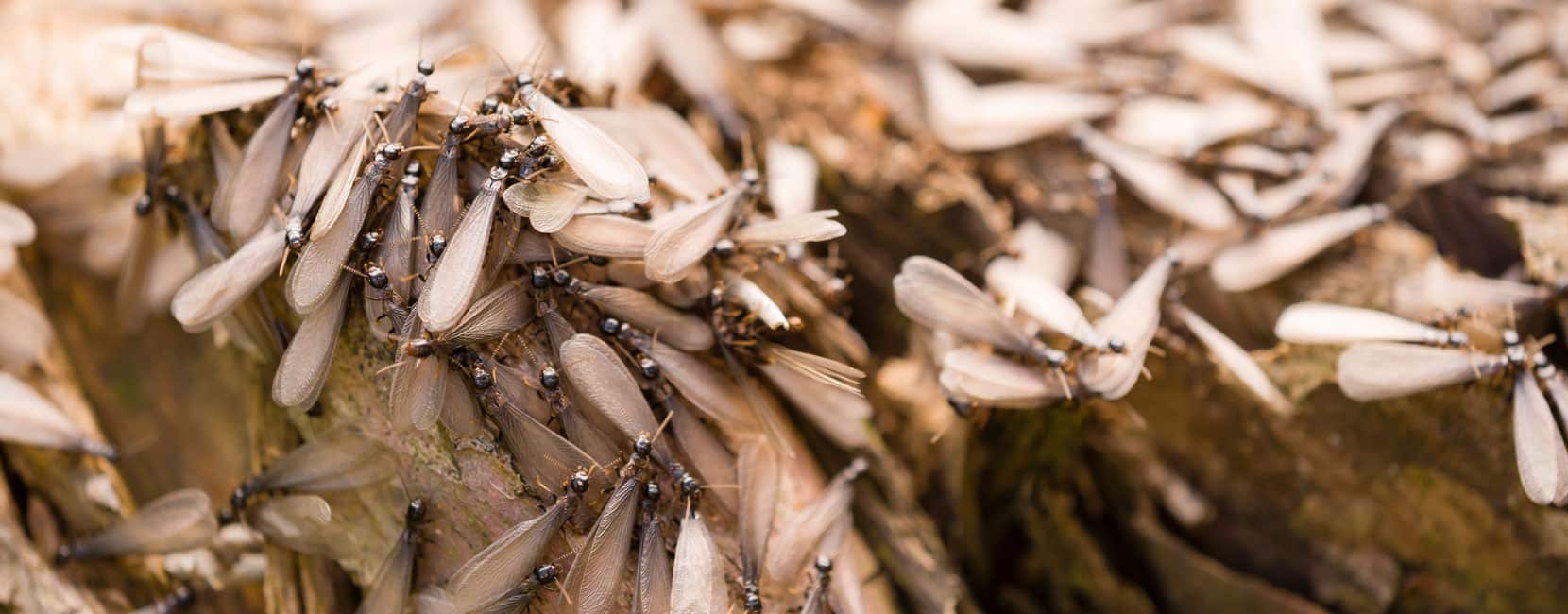 Termite Swarming Ant Picture