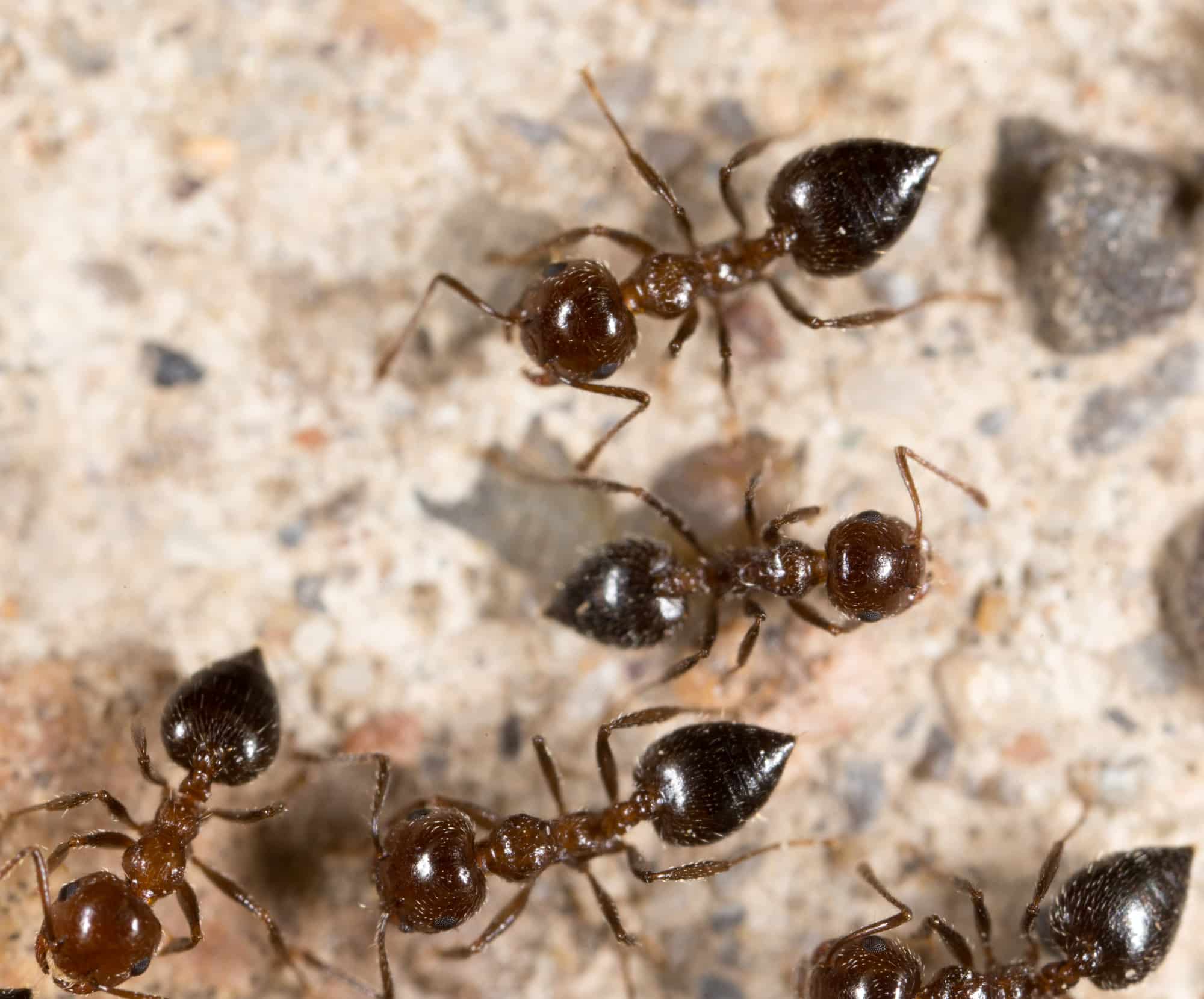 fire ants