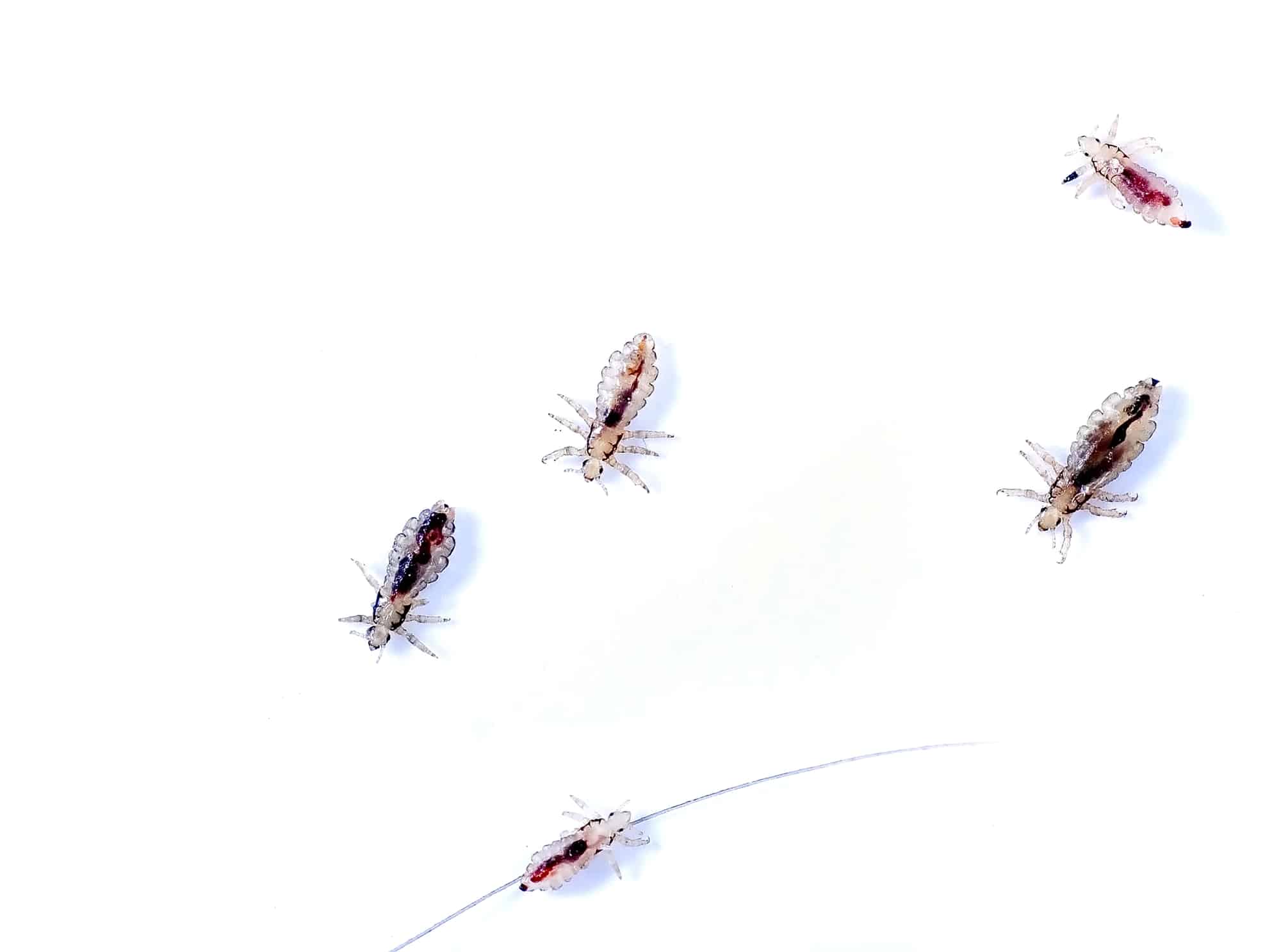 Head lice isolated on white background