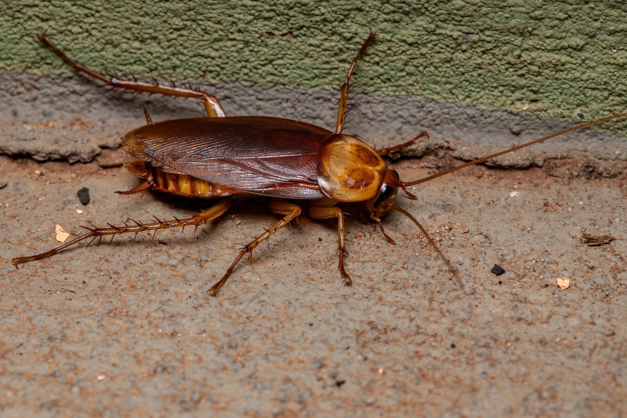 Adult American Cockroach