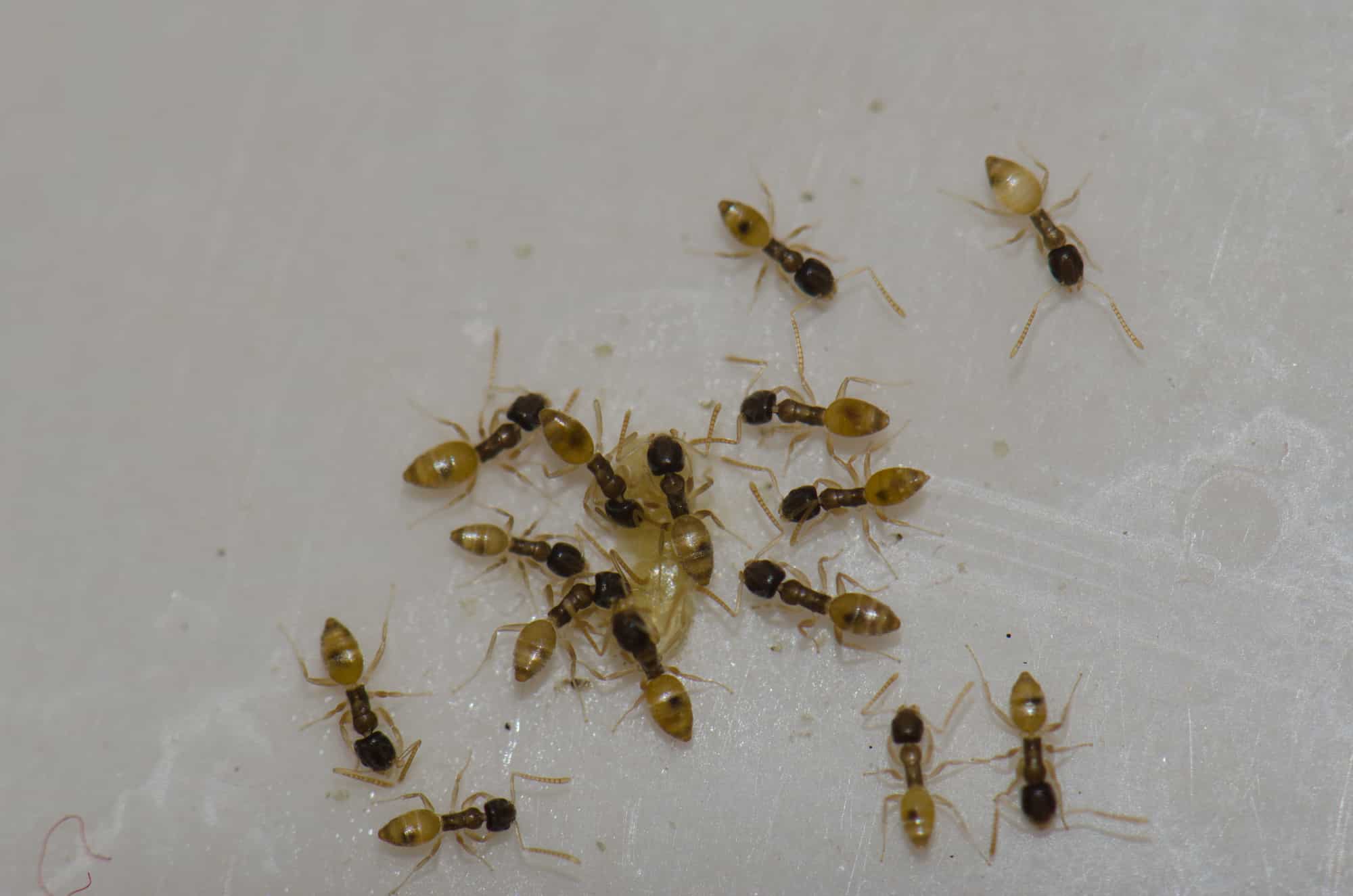 Ghost ants feeding on scraps