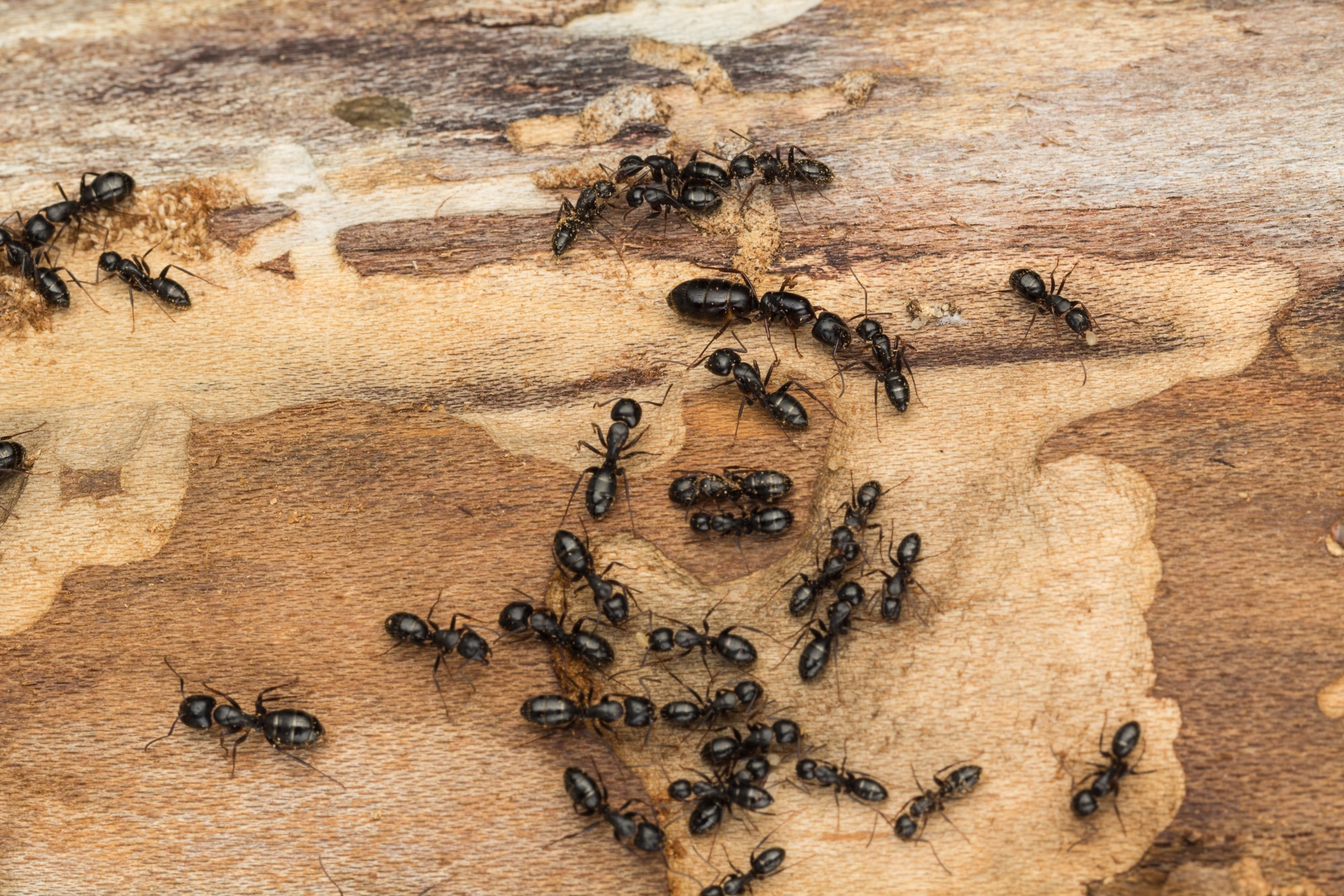 Large black ants on firewood