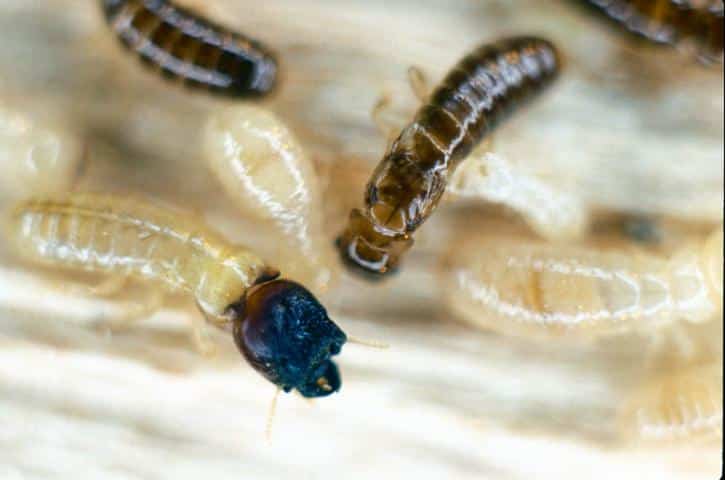 Drywood Termite Picture
