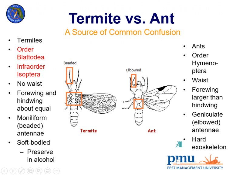 Ants vs Termites