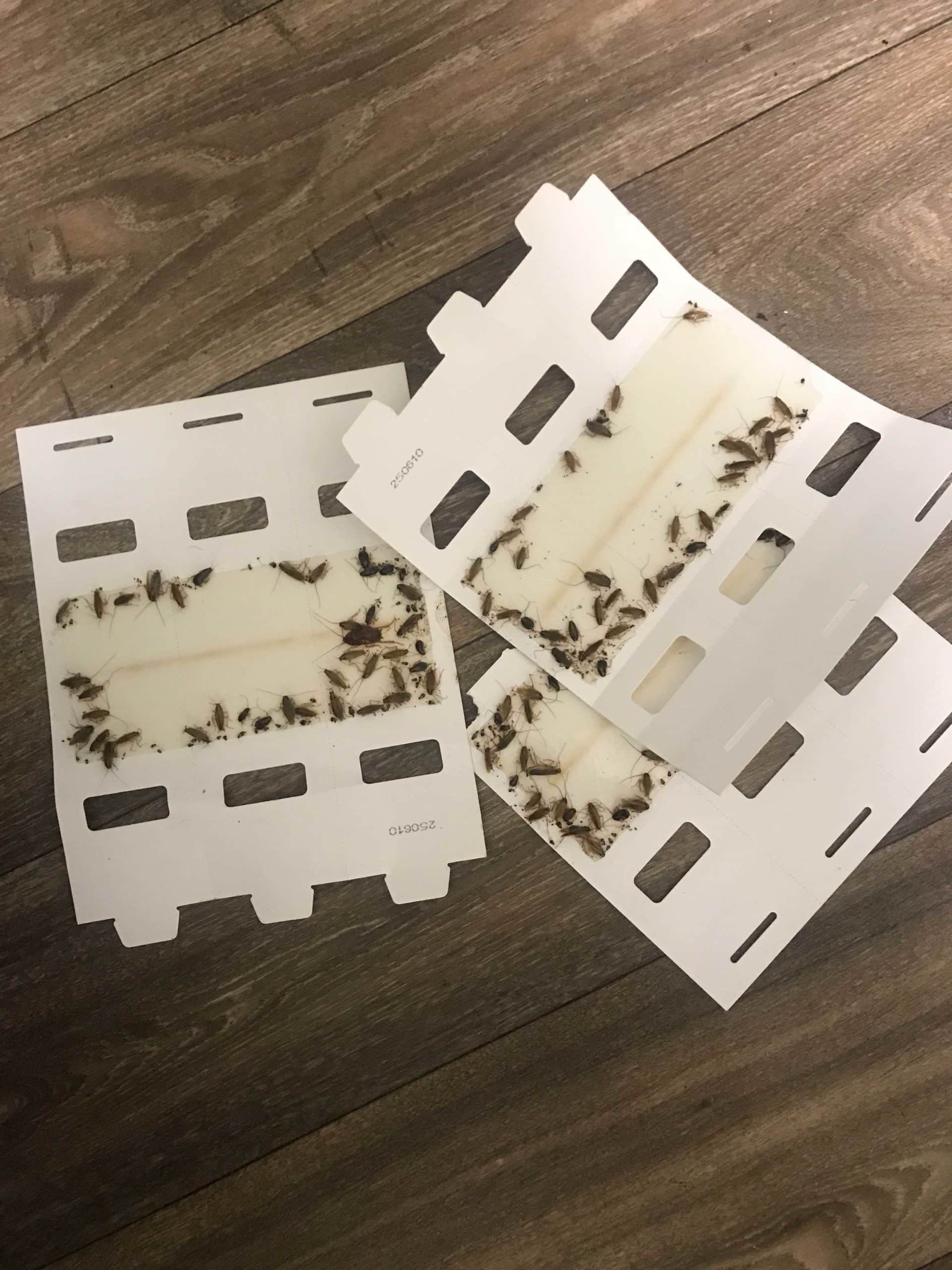 German Roach on Monitoring Station