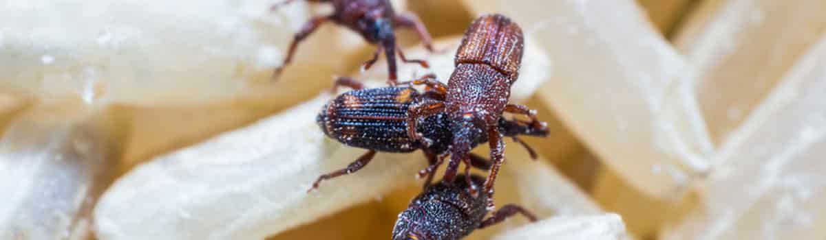 Pantry Pests