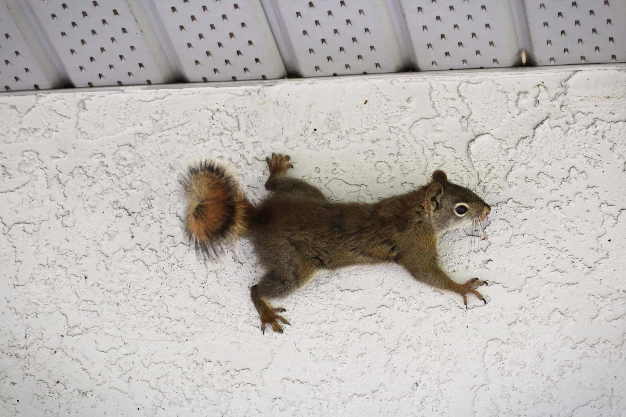 Squirrel in Home
