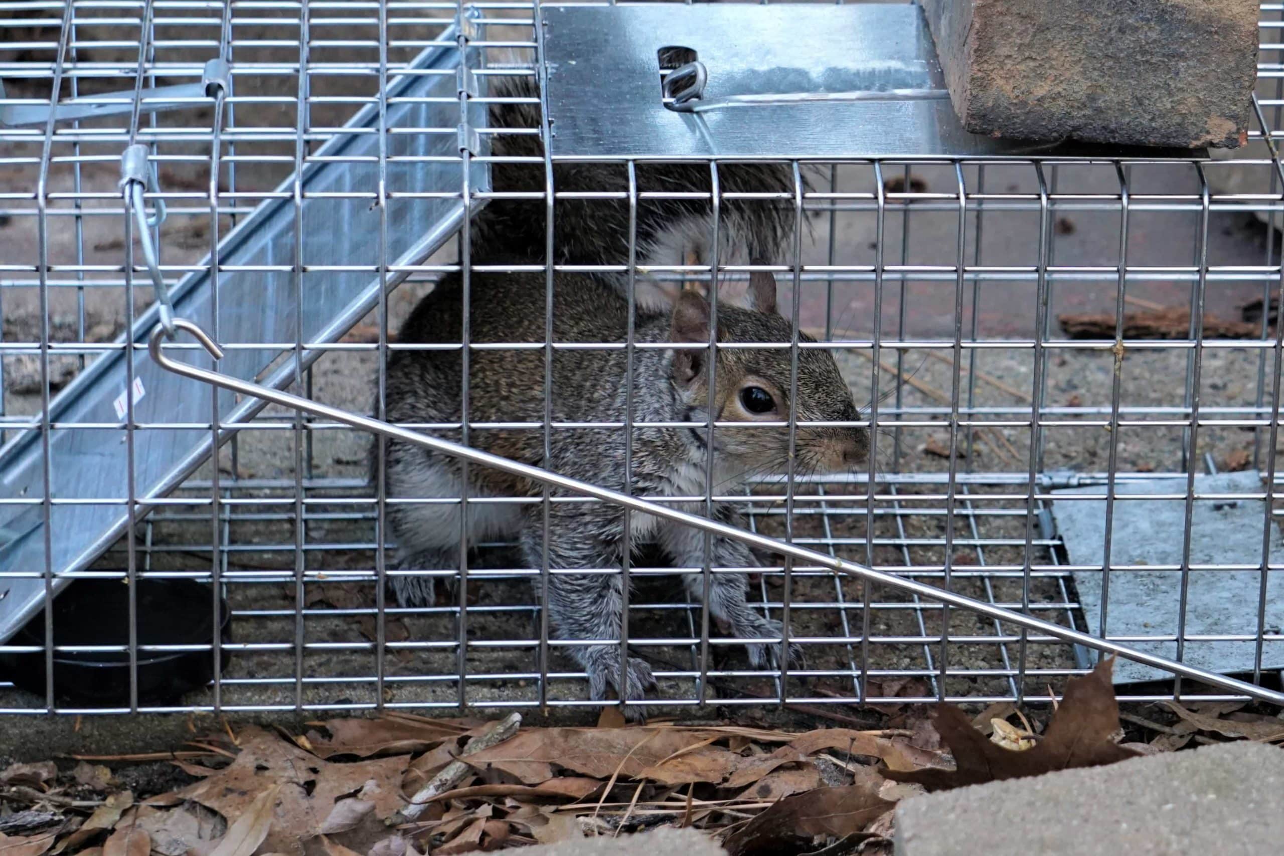 Trapping Squirrels