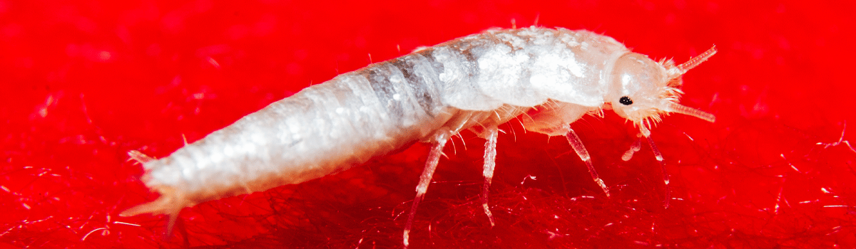 Silverfish
